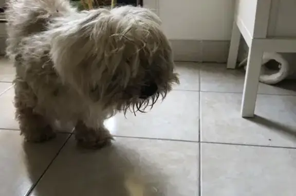 Chien malvoyant sauvé à Tourrette - photo