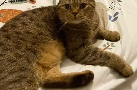 Chat perdu, Urrugne, photo: Chat British Marron Nitro Perdu