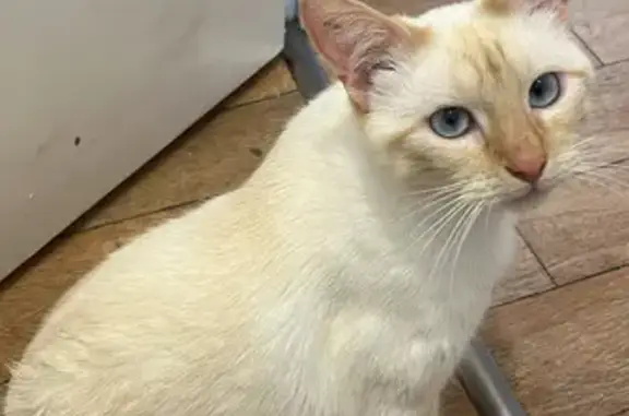 Animaux perdus Troyes, photo: Chatte Bella perdue à Troyes