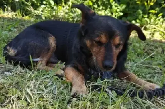 Chien perdu à Craponne, colliers - photo