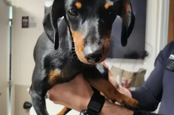 Chien trouvé à Aulnay pris en charge - photo