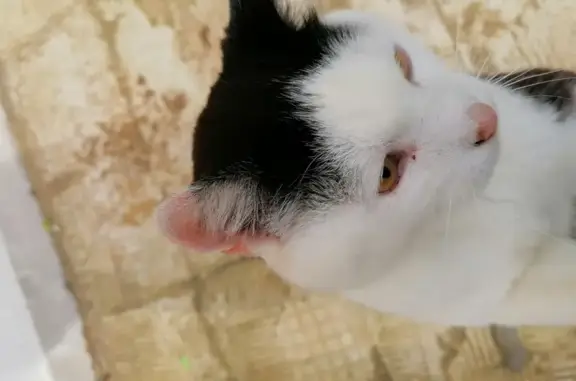 Animaux trouvés , photo: Chat errant pacifique à Orglandes