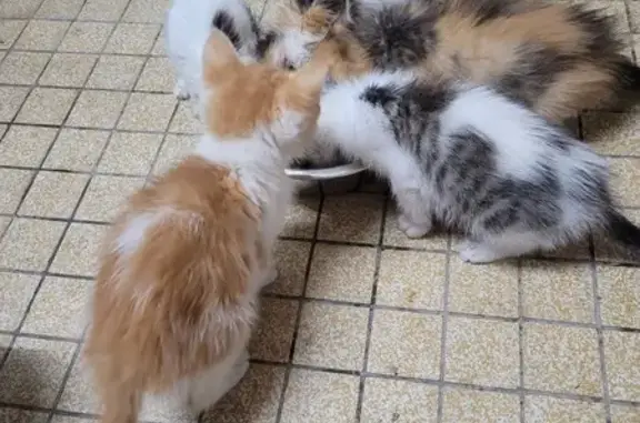 Chat et chatons trouvés à Orthez - photo