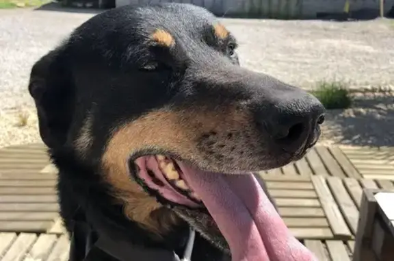 Chien perdu , photo : Chien Beauceron Perdu à Kernilis