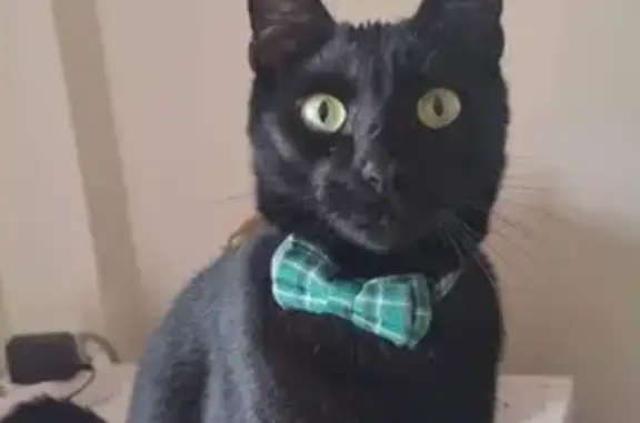 Animales perdidos , foto: ¡Ayuda! Gato Amigable Perdido en Campamento