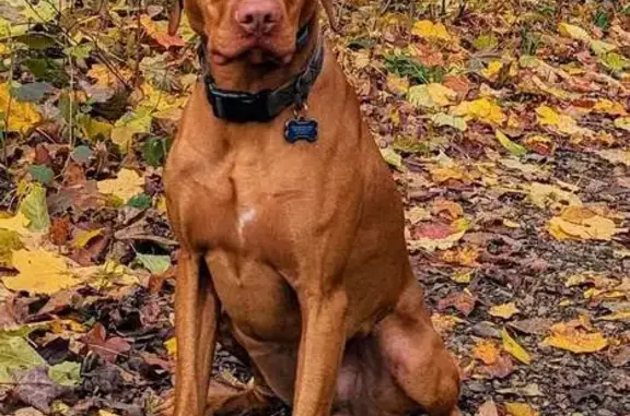 Lost Vizsla in Normandale - Young & Brown