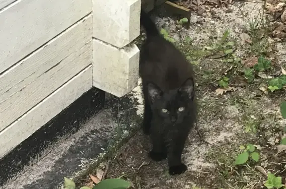 Chaton noir retrouvé à Saint-Pierre - photo
