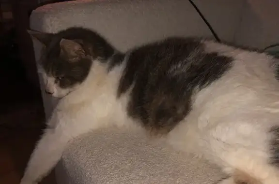 Chat castré trouvé aux Clérimois - photo