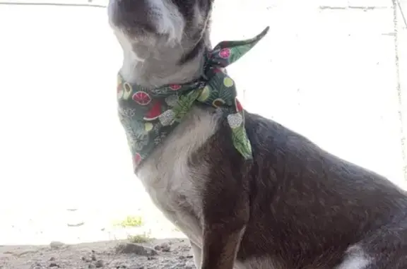 Lost Senior Chihuahua Mix - Help Find Him!