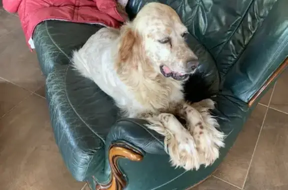 Chien perdu à St-Porquier retrouvé - photo