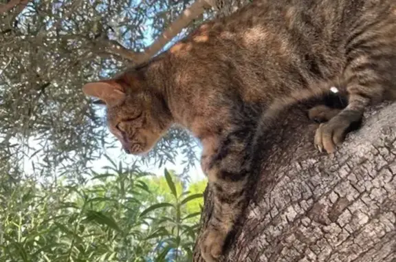 Chat perdu, Plan-de-Cuques, photo: Chatte Cara disparue à Plan-de-Cuques