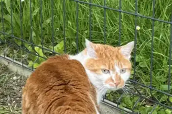 Chat roux-blanc perdu à Amiens - photo