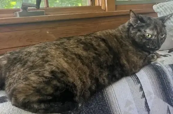 Lost Tortie Cat in Waltham - Help Find Her!