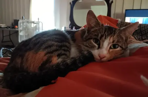 Lost Calico Cat in Athens: Orange, Striped & Sweet!