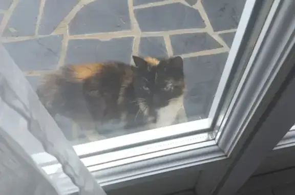 Chat écaille trouvé à Paimbœuf - photo