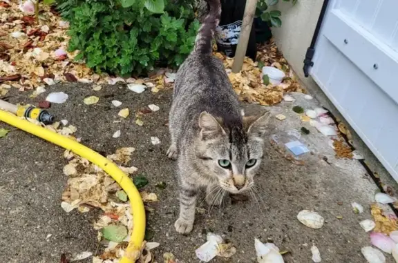 Animaux trouvés , photo: Chatte et 2 chatons trouvés