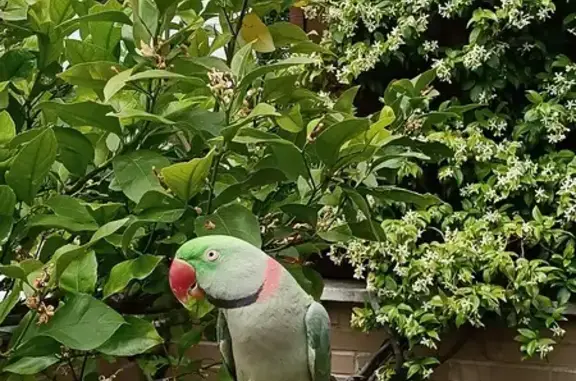 Perdido: Gran Alejandrino Verde en Madrid