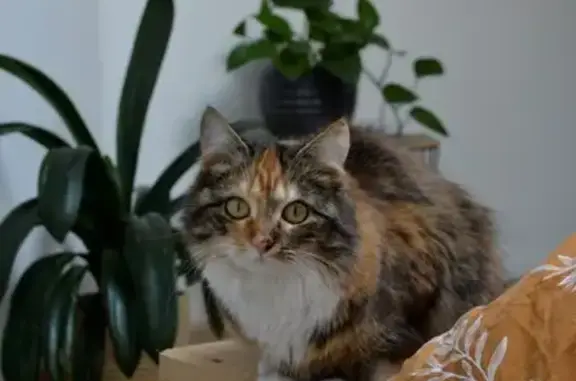 Chat perdu, Épinal, photo: Chatte tricolore perdue à Épinal