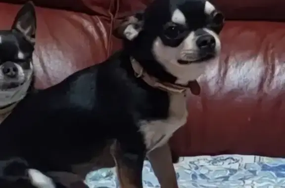 ¡Ayuda! Chihuahua Yaqui perdido cerca de Thader