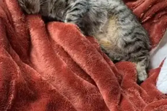 Chaton tigré disparu à Landerneau - photo