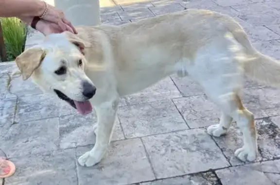 Chien errant trouvé à Lorgues - photo