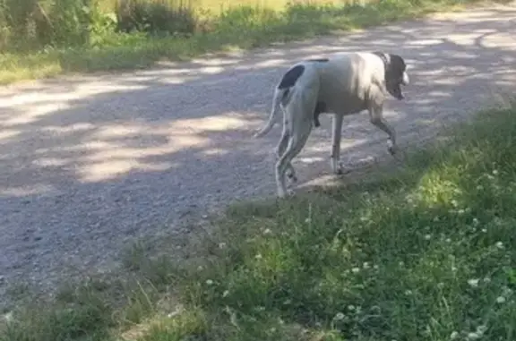 Chien errant à Tournefeuille - photo