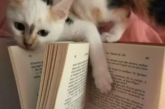 Chat perdu, La Tremblade, photo: Chaton Yuki tricolore disparu