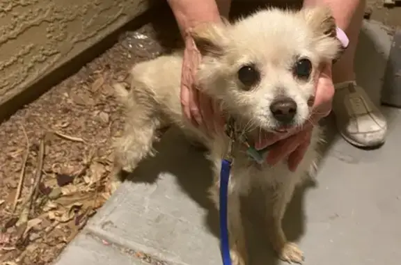 Found! Friendly Chihuahua Mix in N. Vegas