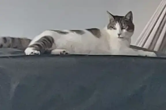 Chat noir et blanc trouvé à Sauvelade - photo