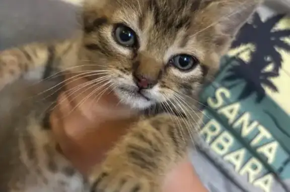 Chaton trouvé près de la N7 - photo
