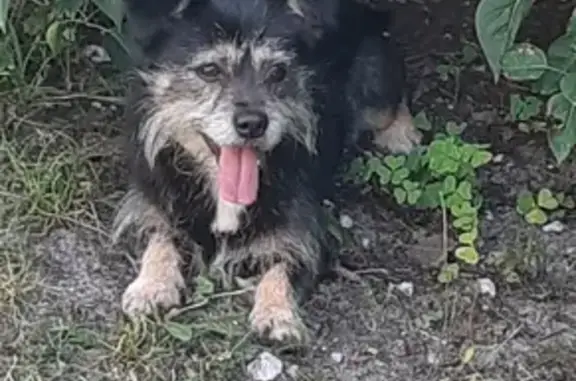 Chien noir et feu perdu à Pessac - photo