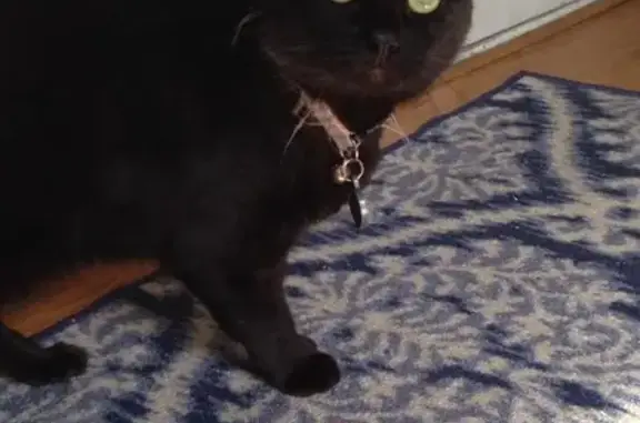 Lost Cat Whisper: Black, Green Eyes - Syracuse