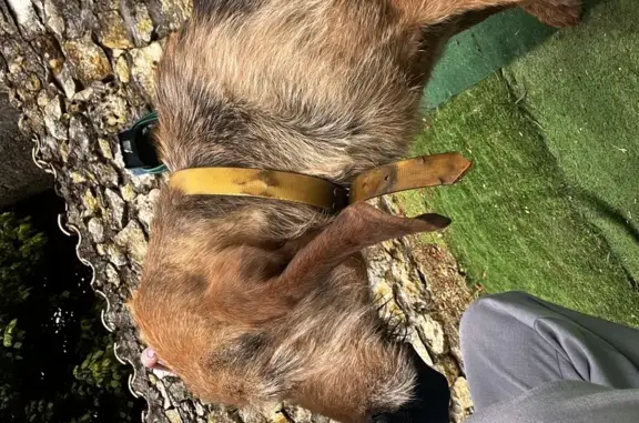 Trouvée: Griffon/Beagle blessée - photo