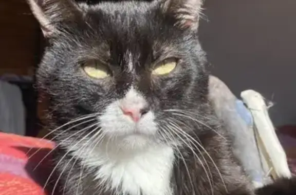 Chat noir/blanc perdu à Plounévez - photo