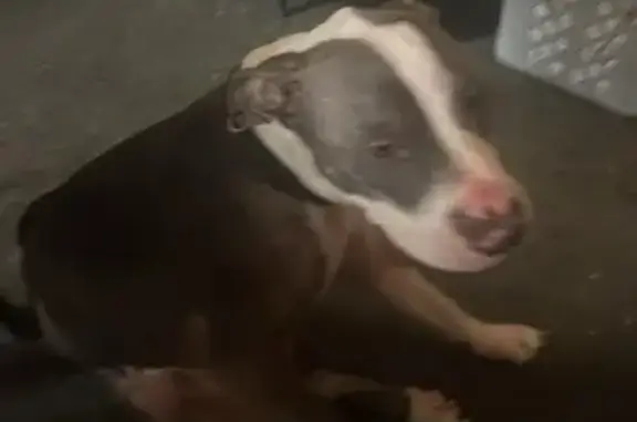 Lost Sweetheart Pitbull Bear - River St, Rochester