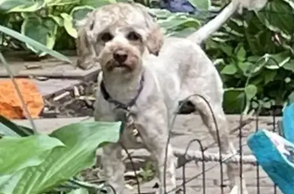 Lost Cockapoo in Fairlawn - Help Find Her!