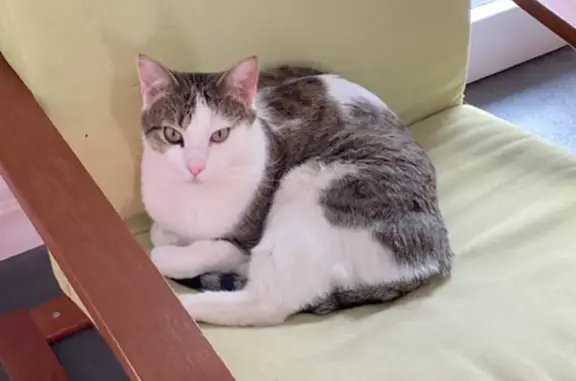 Animaux perdus , photo: Chat blanc-tigré disparu - Les Abrets