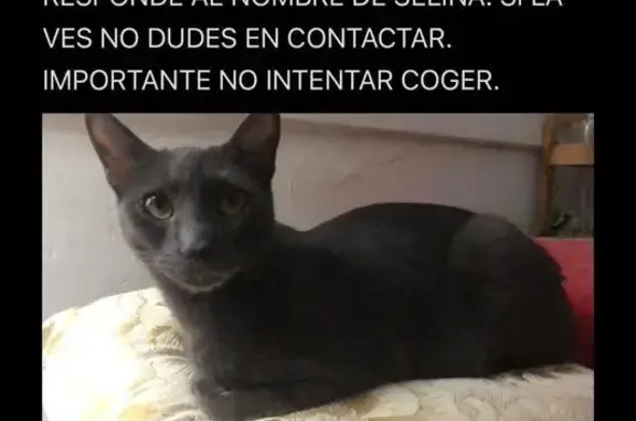 Gatos perdidos, , foto: Gatita Gris Perdida en El Mas Tapet, ¡Ayuda!