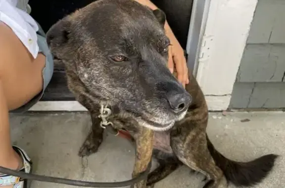 Found Dog: Brindle Bully Mix on Broadway 850