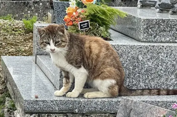 Chat malade trouvé à Potigny - photo