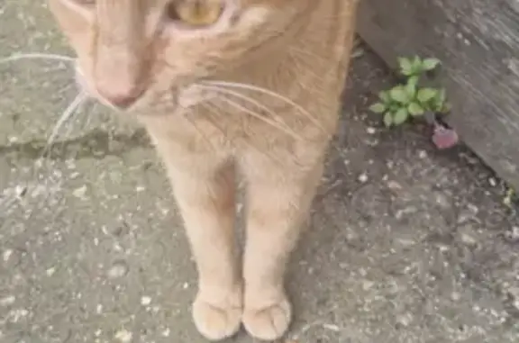Chat femelle orange retrouvé - photo