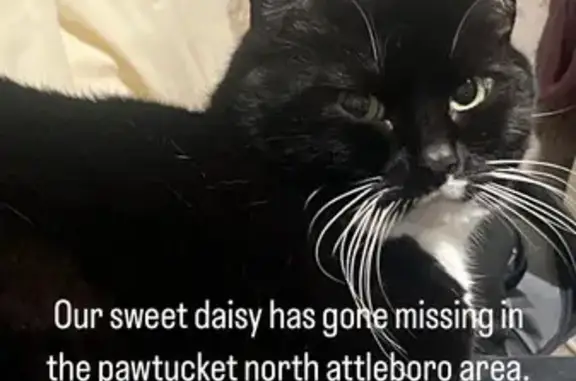 Lost Shy Cat Daisy in Pawtucket - Help!
