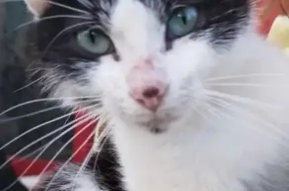 Chat affectueux trouvé à Louisfert - photo