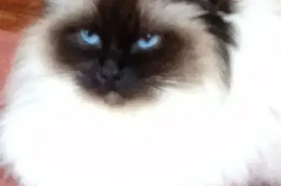 Chat perdu, , photo: Chatte âgée disparue à Langensoultzbach
