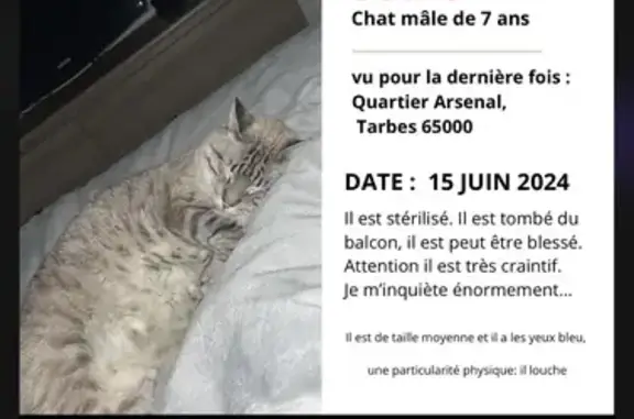 Chat louche blanc/gris perdu à Tarbes - photo