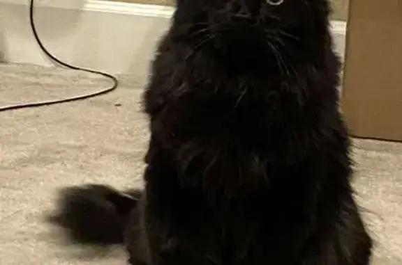 Lost Fluffy Black Cat in Colorado Springs!