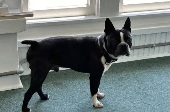 Found Boston Terrier at Humes & Railroad!