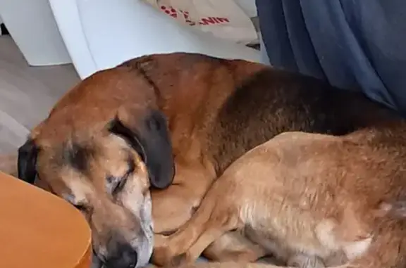 Chien perdu: aide CAARUD Lille - photo