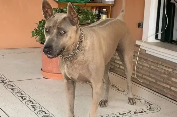 ¡Ayuda! Perro Perdido en Sant Llorenç 🐾