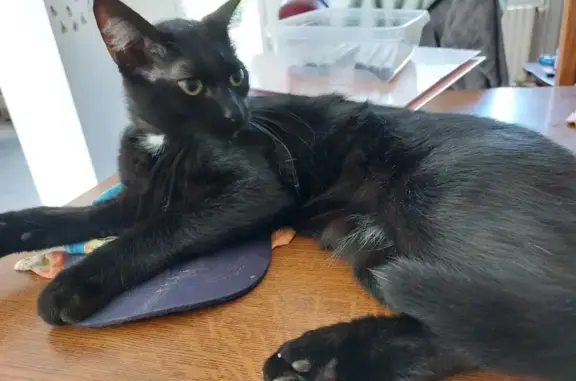 Chat perdu, , photo: Chat noir disparu à Boëssé-le-Sec